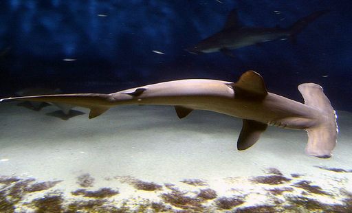 tiburon martillo